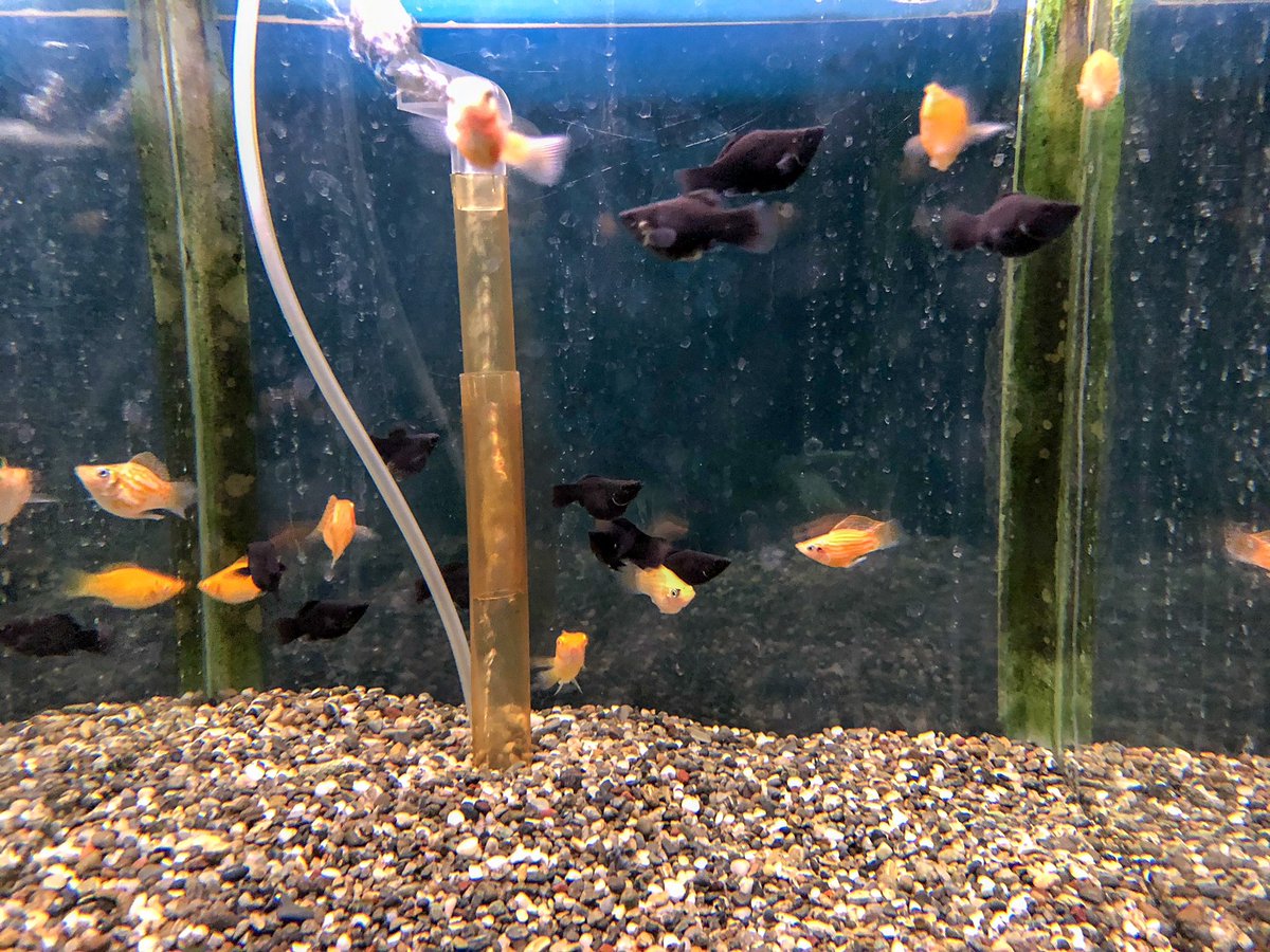 岡田金魚店 Pa Twitter 熱帯魚大量入荷しています 人気のバルーンモーリーです ダルメシアン柄がなかったのが残念 スネークヘッドの季節になりました ブルーレインボースネークヘッド入荷です アベニーパファやニジイロボウズハゼなど珍しい熱帯魚も仕入れ 岡田金魚店 Pa Twitter 熱帯魚大量入荷しています 人気のバルーンモーリーです ダルメシアン柄がなかったのが残念 スネークヘッドの季節になりました ブルーレインボースネークヘッド入荷です アベニーパファやニジイロボウズハゼなど珍しい熱帯魚も仕入れ