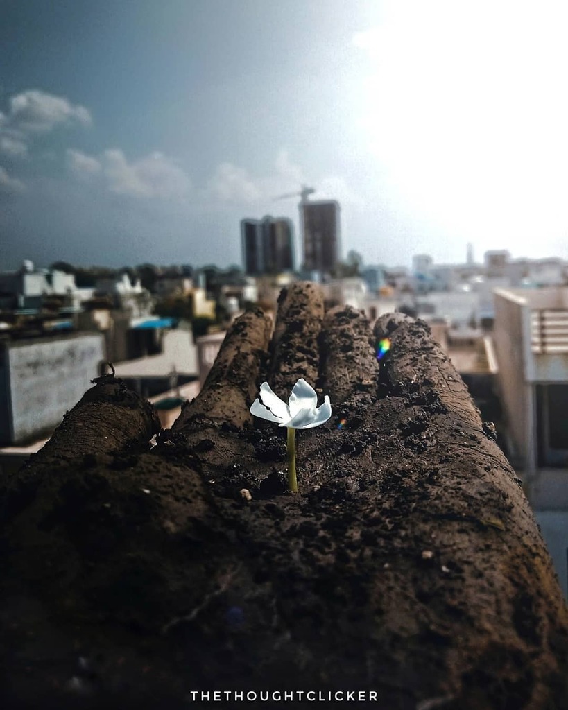 ❤️यह इस मिट्टी की खुशबू,
ये इन पर खिलते फूल,
ऊपर से बिल्डिंग की बढ़ती तागत,
पता नहीं इन्हें कर रहे है ये कितनी बड़ी भूल।❤️
.
Credit - @thethoughtclicker
.
.
#indorenagari #indoriartist #indore #indorecity #indore_city #iloveindore #mp09 #apnamp09 #indorediaries #indoreunseen…