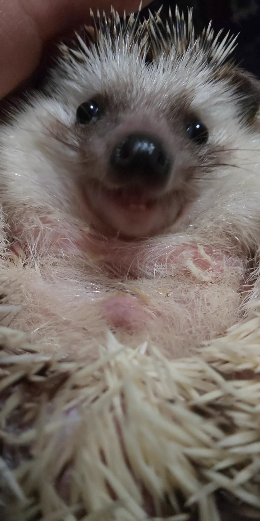 @yucococafe いや～✨
めんこい✨ 