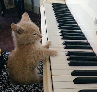 they play piano
