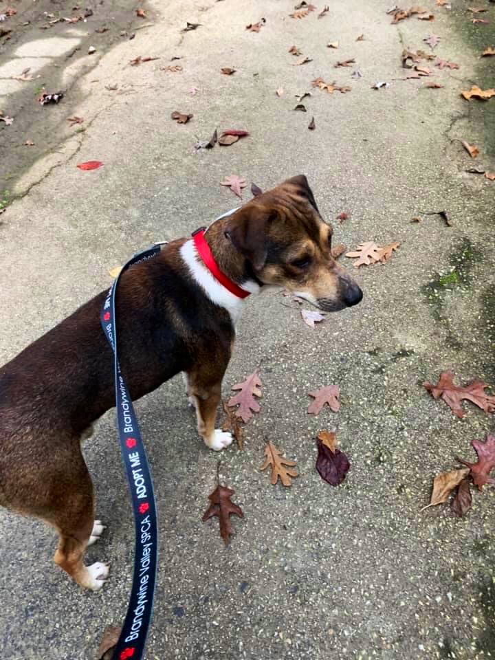 Our snuggly boy Buddy needs a home!! 

#adoptme #available #beaglemix #fostercare #snuggler