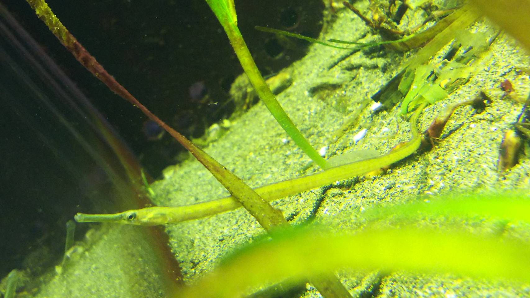 足立区生物園 on X: 