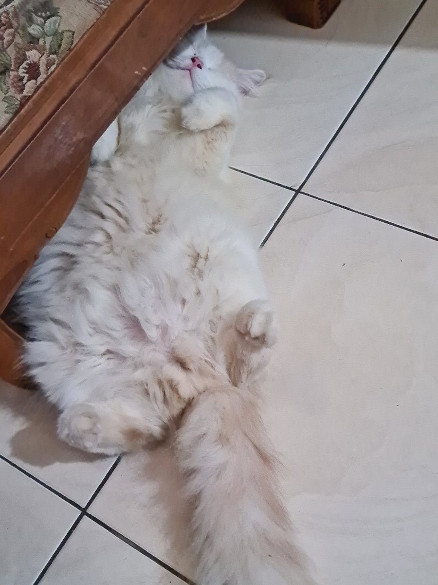 uwcul's tweet photo. Nikmat bener tidur siangggggg https://t.co/OJ6hEXcpwN