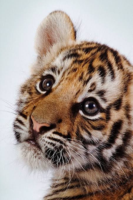 open this thread if you love tigers  ;