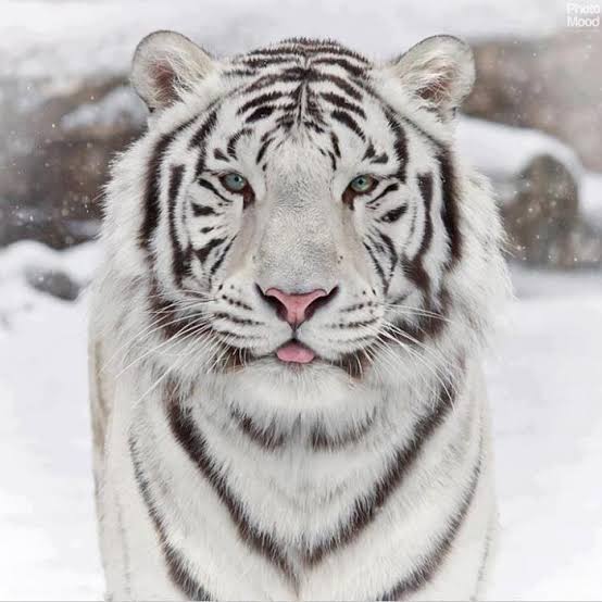 white tigers are just- 