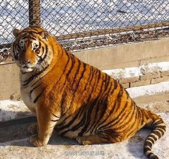 would you look at this PHAT TIGER  IT'S. SO. CUTE. 