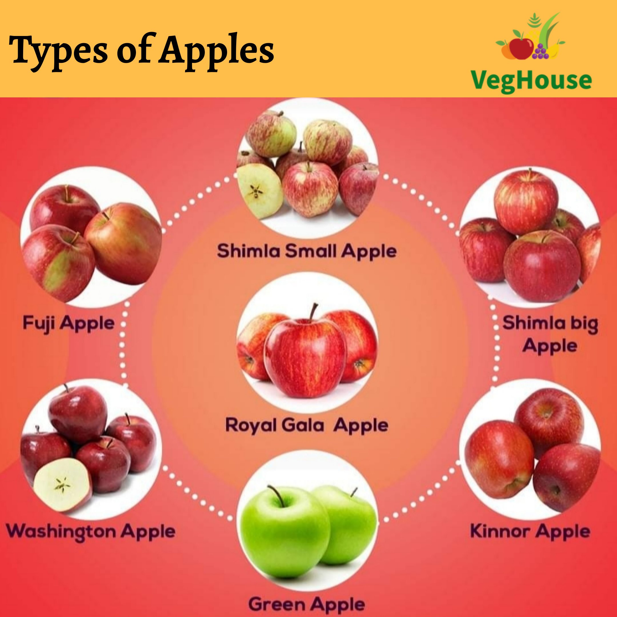 VegHouse on Twitter: "Did you know Types of Apples.? Take a look and enjoy  it. Fresh Fruit's Delivery Service in Panvel. Order Now : 9321615042. #Apple  #ShimlaApple #royalgala #Apple #applefruit #fruits #healthy #