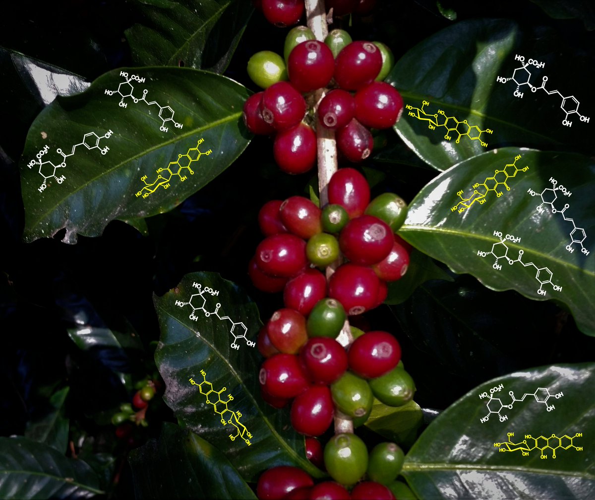 MetabolitesMDPI's tweet photo. #MDPIMetabolites 📗 "5-CQA and Mangiferin, Two Leaf Biomarkers of Adaptation to Full Sun or Shade Conditions in Coffea arabica L." by Claudine Campa team https://t.co/JLWLt0lOwD #biomarkers #phenolic #lightresponse https://t.co/ijU97z7TxJ