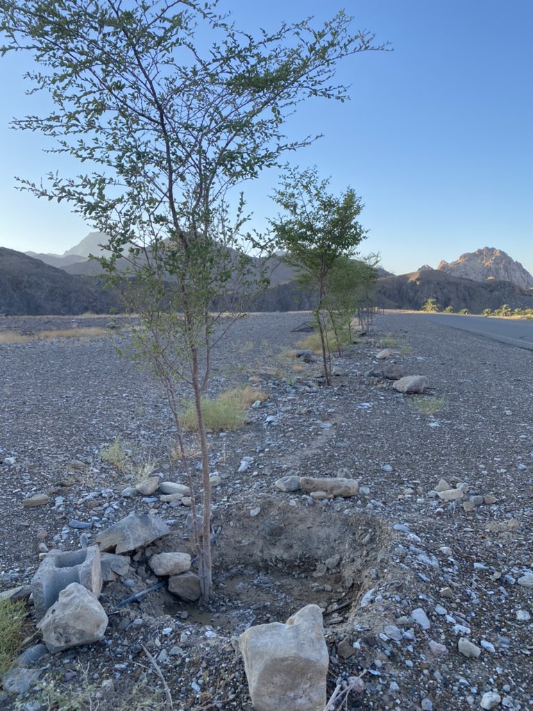 #ازرع_شجرة جهود الأهالي في وادي الحواسنة في هذا المكان ما يزيد عن 30 سدره تخيلوا المكان بعد 5 سنوات..