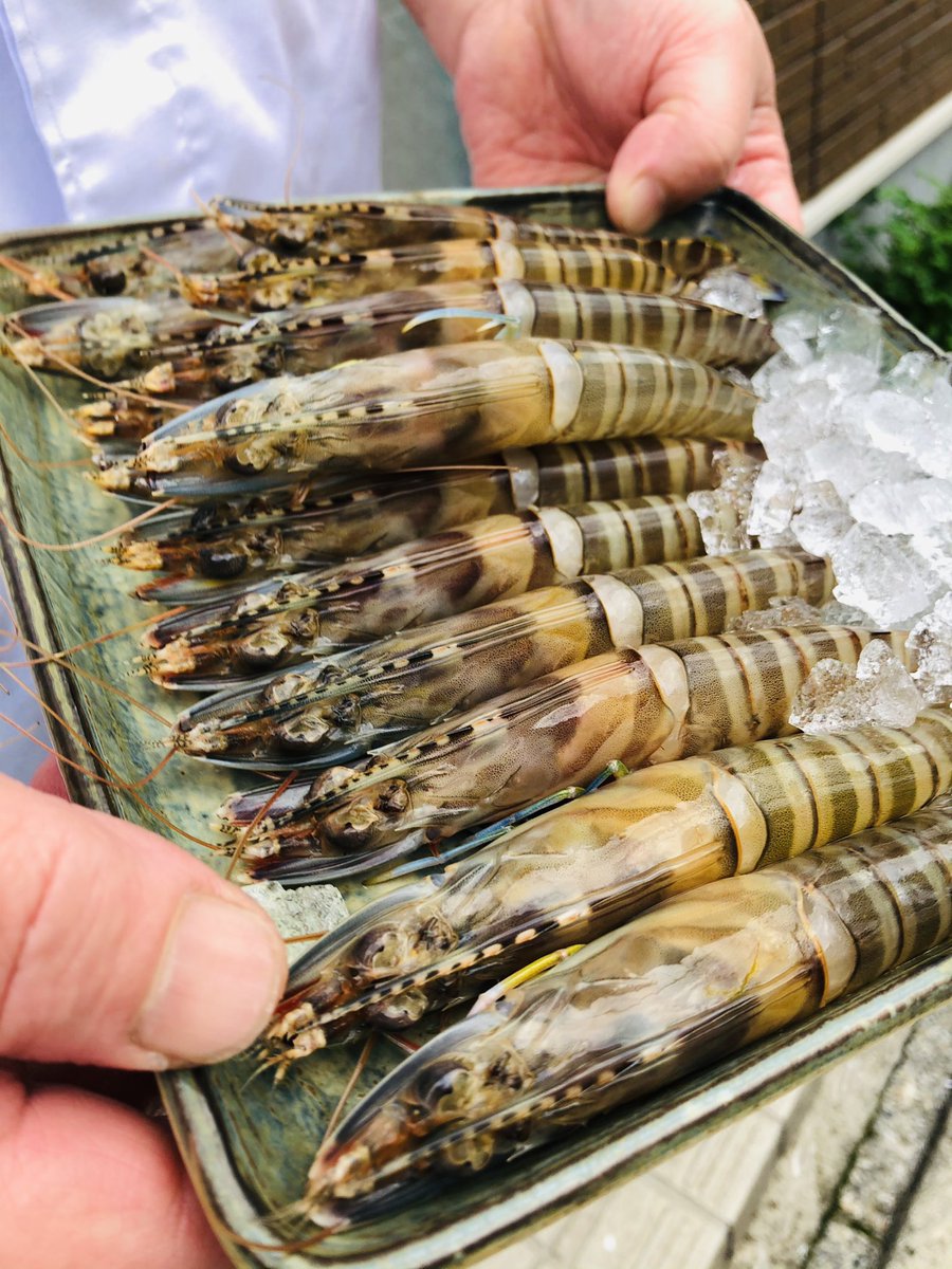 味工房一鮨 本日おすすめ 天然車海老 大分から入った新鮮車海老です 刺身 にぎり 焼いても大変美味しいです ぜひご賞味ください かつお トロイワシ 朝〆小豆ハタ 朝〆鬼カサゴ 入荷してます 板橋区大山 すし お持ち帰り T