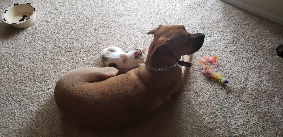 My babies love each other ;_; it's all I could have hoped for when I got a kitten for my dog.