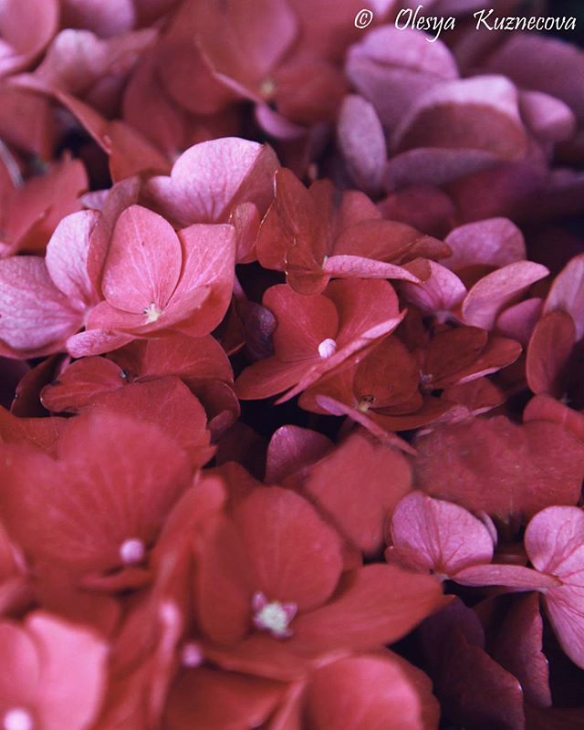 Happy birthday Ivanka Trump!!    Photo:  Lesya Element 