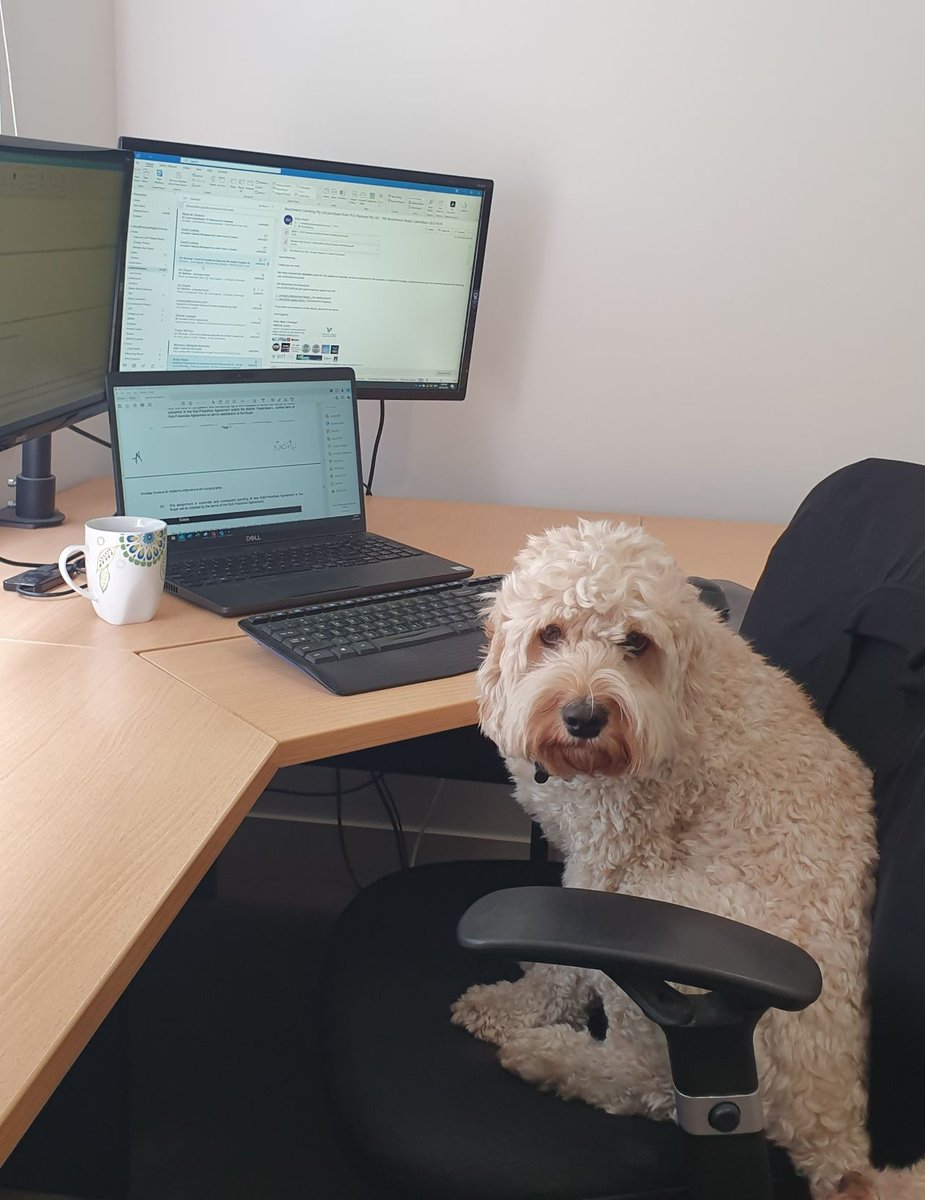 Someone's been looking forward to the weekend since Wednesday!

#virtuallegal #tgif #dogfriendly #ruffweek #law #online #anywhere #anytime #lovedogs