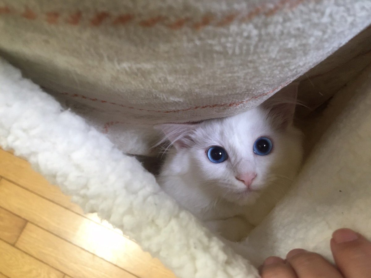 catandsnake's tweet photo. #ニトリ の #ペットが入れるひざ掛け で幸せになれる
あったかくてかわええ
#猫 #白猫 https://t.co/72NqvCX5dQ