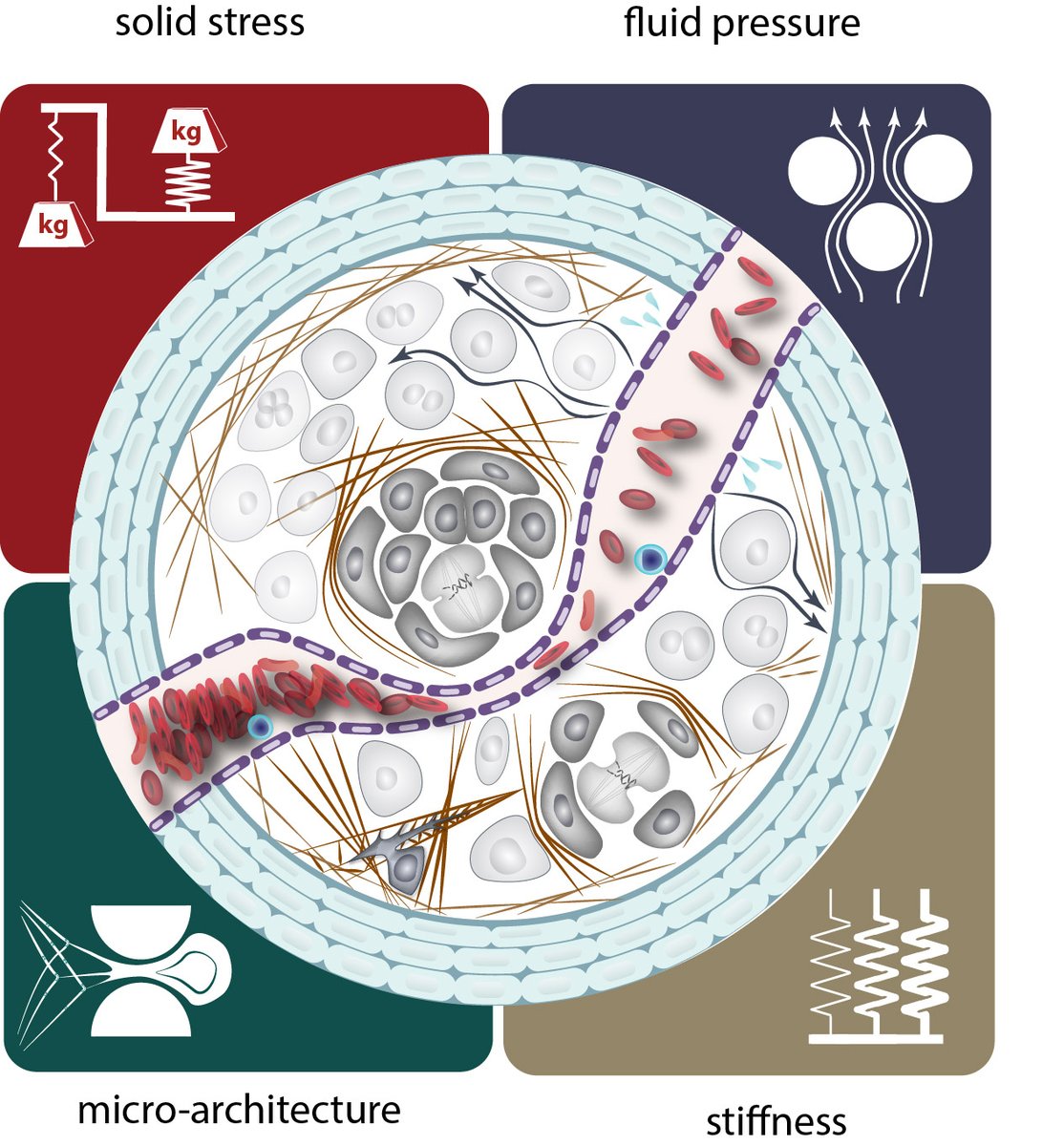 lancemunn (@lancemunn) on Twitter photo Our review is finally out today! See why physical scientists are needed for cancer research:
science.sciencemag.org/content/370/65…
@NCIPhySci <a href="/ASIPath/">American Society for Investigative Pathology</a> <a href="/MGHSteeleLabs/">Edwin L. Steele Laboratories</a> @MGH_RI
#Science #Cancer Our review is finally out today! See why physical scientists are needed for cancer research:
science.sciencemag.org/content/370/65…
@NCIPhySci <a href="/ASIPath/">American Society for Investigative Pathology</a> <a href="/MGHSteeleLabs/">Edwin L. Steele Laboratories</a> @MGH_RI
#Science #Cancer