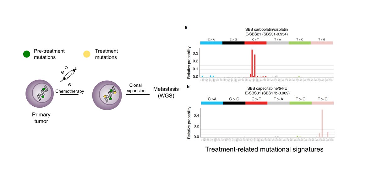 We and others have described the mutational footprint of some chemotherapies, such as cisplatin and 5-FU in metastatic cells ( https://go.nature.com/3mDcxZ8&nbsp;). We can observe it because the treatment causes mutations, and because in the metastasis a clonal expansion has occurred 