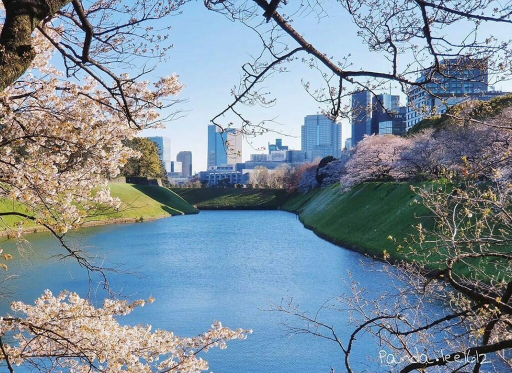 【Chidorigafuchi, Tokyo】
It is a popular place to see cherry blossoms in Tokyo, and one of the most picturesque cherry blossom viewing spots in Japan.

Photo by @panda.lee1612 

#attjapan #japan #chidorigafuchi #sakuratour #tokyotokyo #travelphotography #japanese #japanlover …