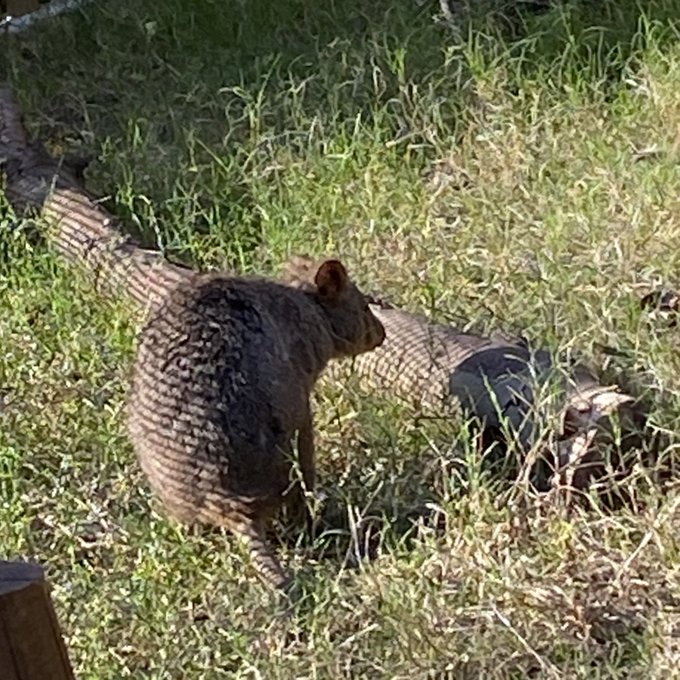 流星ヤロウさん と Pinopi03 のやりとり 1 Whotwi グラフィカルtwitter分析