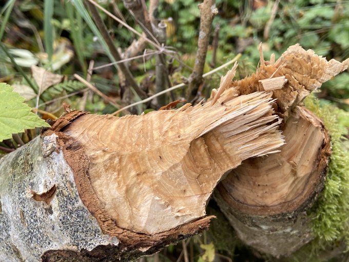 CumbriaBeavers's tweet photo. Tune into @carolinerbrtsn's Mid Morning show on
@BBC_Cumbria to hear Lowther Conservation Manager Jim Bliss live on the very first #BeaverWatch segment (yes, really!)
Scheduled for about 12.10pm so switch across now 💨https://t.co/VgYvbr0BWC #Cumbria #Beavers https://t.co/WtoYpR5Vzk
