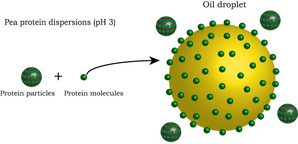 ACS_Langmuir's tweet photo. "On the Emulsifying Properties of Self-Assembled Pea Protein Particles" https://t.co/uEhNe5lU10 #ACSAuthorChoice #OA https://t.co/0L7yojAyAh