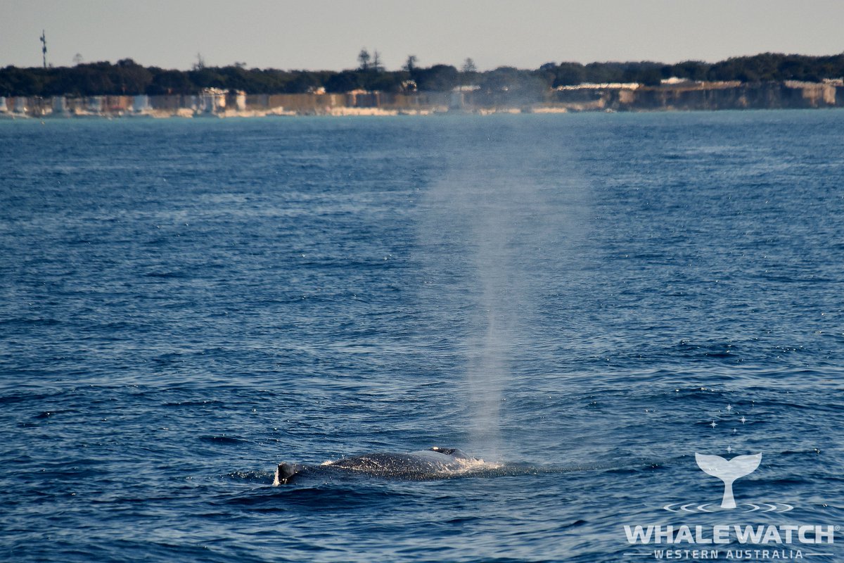 WhaleWatchWA's tweet photo. Heat Haze Humpbacks on a beautifully warm day as mother whales and their calves moved through the resting grounds seeking their perfect spot in the oasis to rest in🌴🐳 Check out The Daily Whale™➡️ https://t.co/6IUn6n4Wko

#WhaleWatchWesternAustralia #JoinThePod https://t.co/324hljIy4s