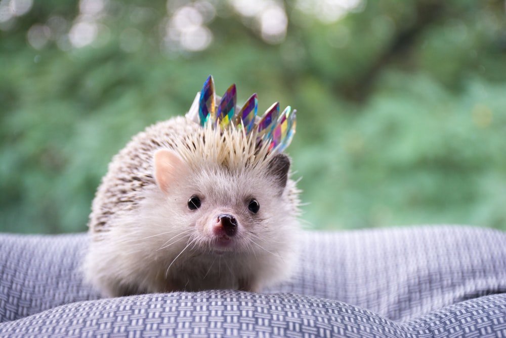 i want a hedgehog so bad