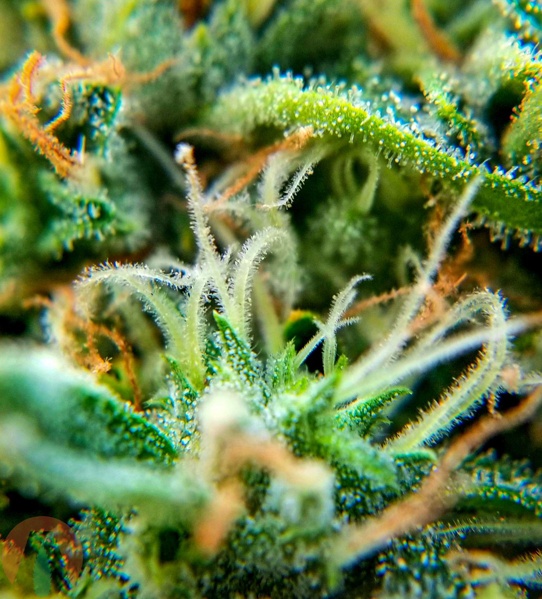 AlterraHemp's tweet photo. Another beautiful trichome shot from Lynxco Group in AZ! https://t.co/3Y1nggARi3