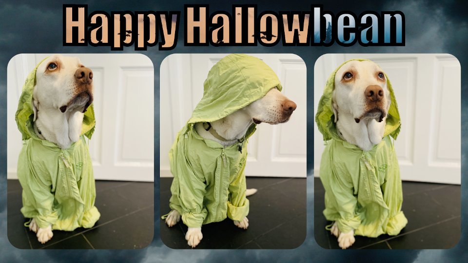 Bean is ready to play in puddles &amp; forage for treats this Halloween in her stylish raincoat "costume” while sporting the Trophic green. We wish you all a safe, healthy &amp; #HappyHalloween! #BeanOfTheMonth #OfficeDog