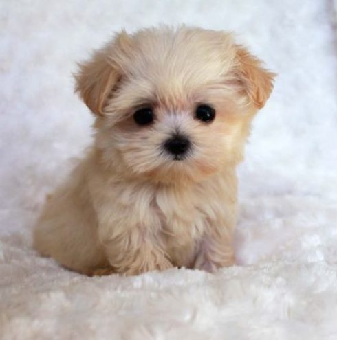 looking at pics of cute puppies is so calming