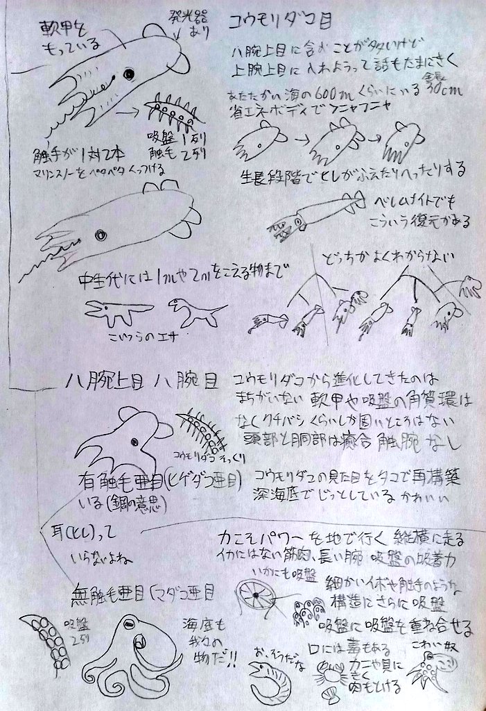 ハルチャン星人 トグロコウイカ 開眼類 コウモリダコ タコ コウモリダコの位置も結構変わります ベレムナイトとあわせてこの二つの分類かどの辺にいるのかでイカとタコの境も変わっちゃいます