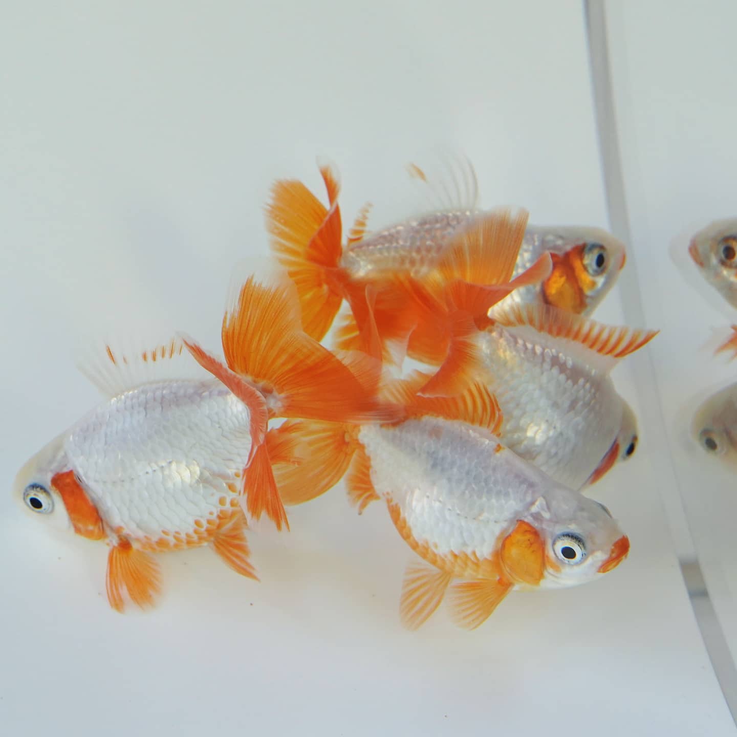 極光金魚展on Twitter 習作 ロクリン 愛知 金魚 極光金魚 水 Water Goldfish Aquarium T Co Tbasguzvlp Twitter 極光金魚展on Twitter 習作 ロクリン 愛知 金魚 極光金魚 水 Water Goldfish Aquarium T Co Tbasguzvlp Twitter