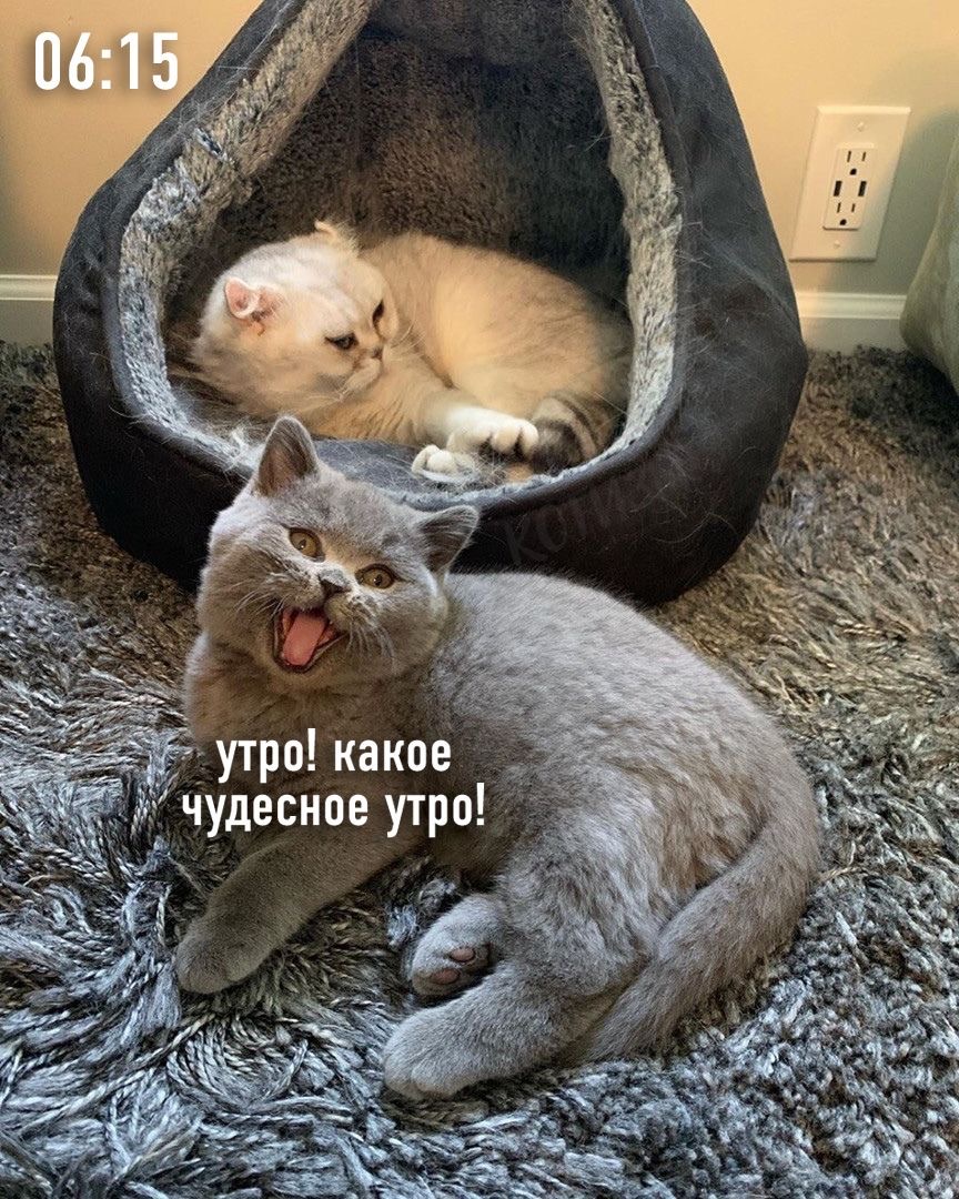 drunktwi's tweet photo. Koгдa ты “coвa”, нo живёшь с “жaвopoнкoм” https://t.co/TYhZ5VdsA1