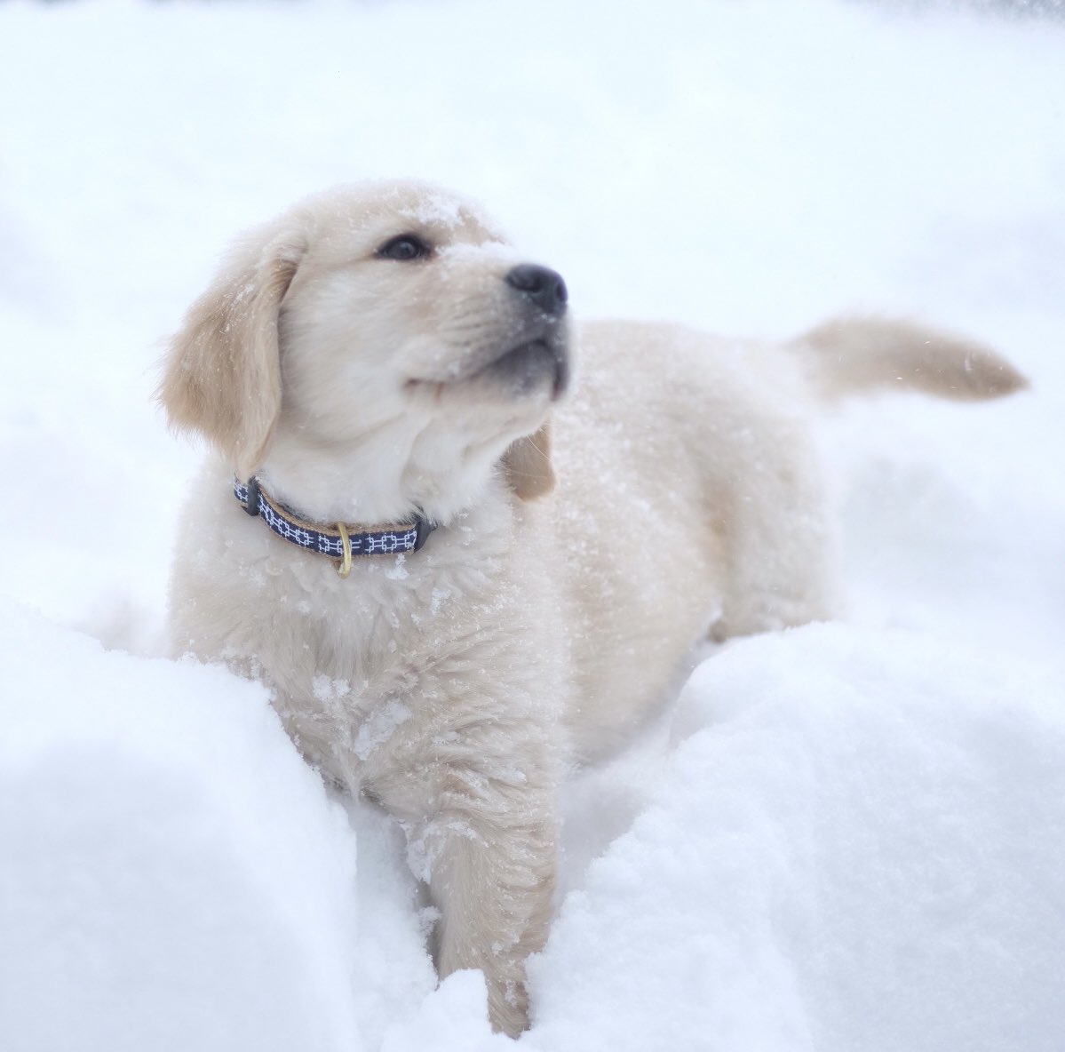 day 82 of jonny as puppies feat. snow jonny!!  in honor of my current weather