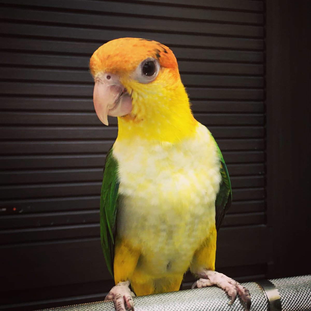 シロハラインコ 販売 関東