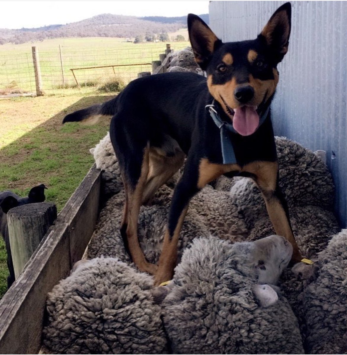 .<a href="/NationalFarmers/">National Farmers' Federation</a> statement on ANZ lending practices nff.org.au/media-release/… .... 

A pic of Slim the kelpie because he's cute, it's Friday and statements on banks don't lend (excuse the pun) themselves to interesting images 🐶🐾🐑