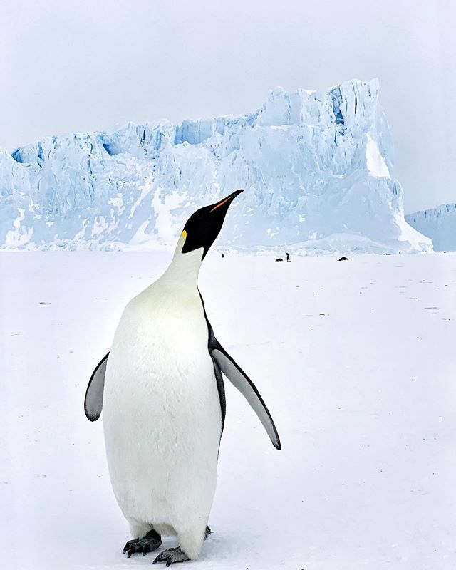 Checking out the visitors, emperor penguin up close at the Auster colony; amidst the grandeur of large tabular icebergs grounded in shallow water, which hold the sea ice together and provide wind shelter, 10km offshore; East #Antarctica #Penguins pic Matt Williams @AusAntarctic