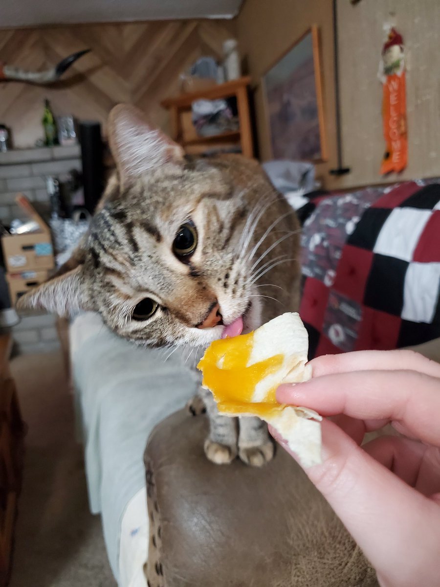 mustang_brit's tweet photo. I share my food even with the cat! #CheeseCrisp. https://t.co/D7NOneQSnL
