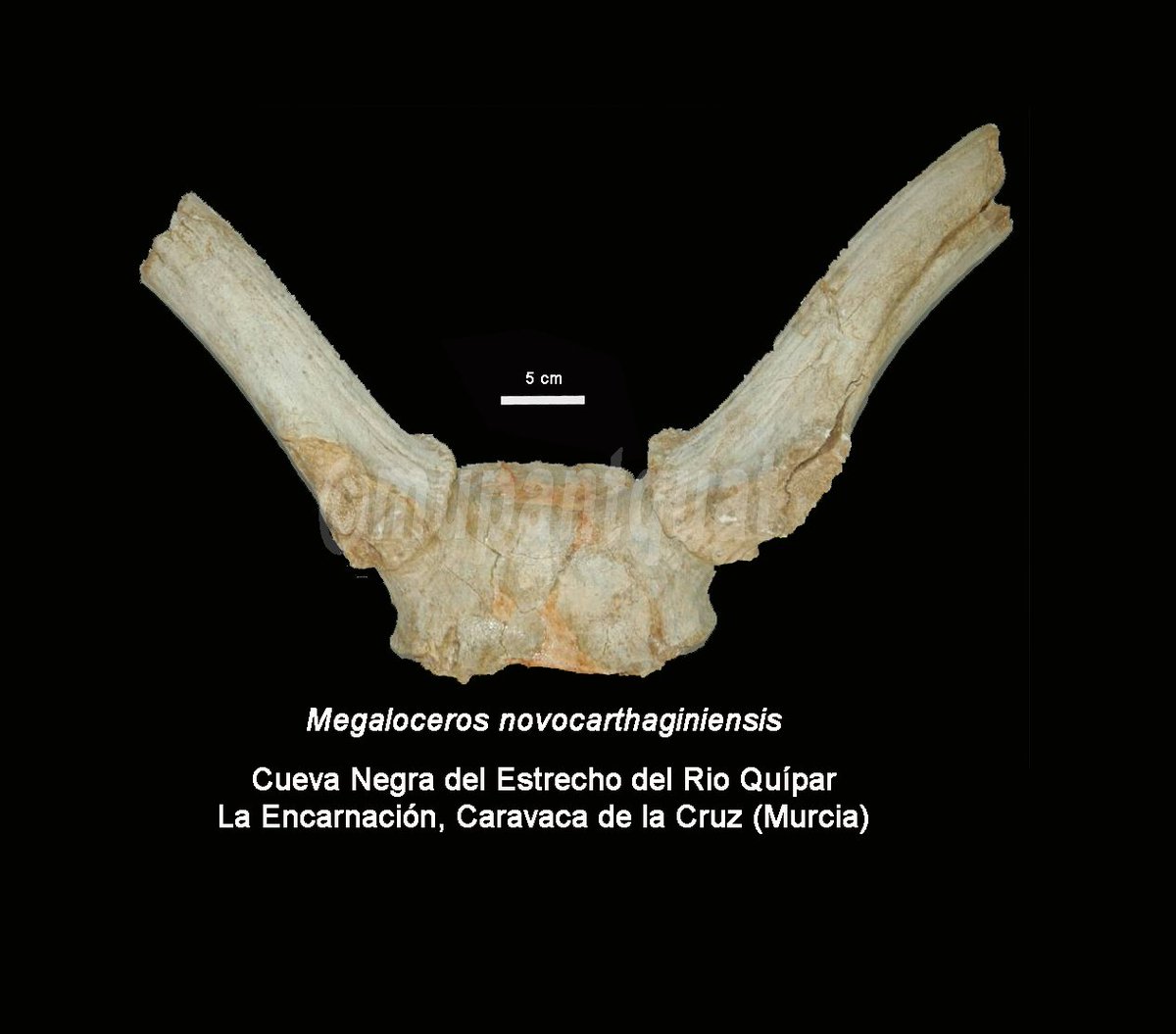 #FossilFriday with 😷. Giant deer / Megaloceros novocarthaginiensis / from Cueva Negra. Skull fragment with bases of right and left antlers. 
link.springer.com/article/10.100…
#CuevaNegra #CaravacadelaCruz #Murcia