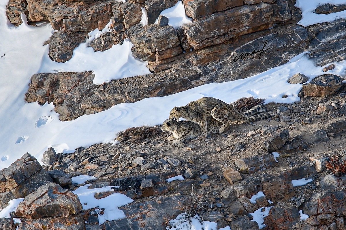 One of those rare moments when you are from the first to this behaviour of the Snow Leopards in that region. The mating continued for 5 days,and would be for about 5-7 times in day
#snowleopards #snowleopardman #snowleopardexpedition #wildlifephotography #wildlifeexpeditionleader