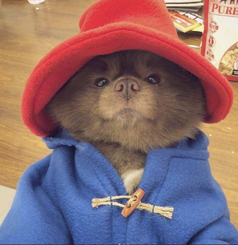 SociableSocialW's tweet photo. Someone dressed a Pomeranian dog up as Paddington Bear and now the world seems a slightly better place to be in than it did yesterday... https://t.co/OZKtYeHA3Q