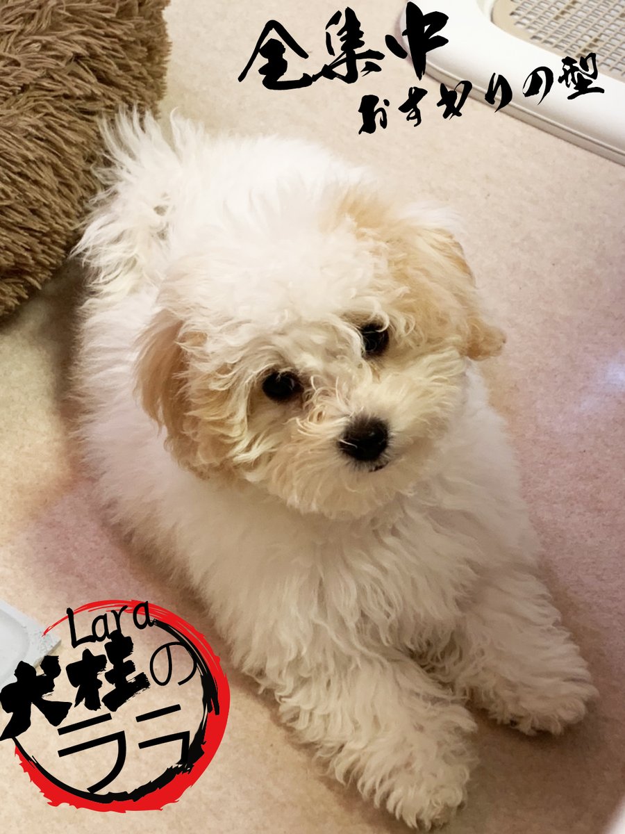 lara_cittoplus's tweet photo. 🐶犬の呼吸　おすわりの型🐶

#lara #ララ
#ボロニーズ
#こいぬ
#わんすたぐらむ
#いぬすたぐらむ
#dogstagram
#かわいい
#チットプラス
#cittoplus
#ボロニーズ #Bolognese
#トイプードル　#toy poodle
#チワワ　#Chihuahua
#パグ　#pug　#鬼滅の刃　#犬柱 https://t.co/eNxQnAOlNu