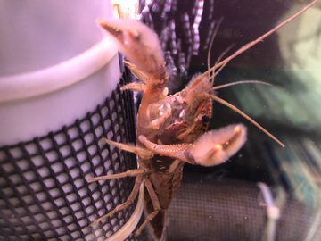 ザリガニの飼養等許可申請の方法 ザリガニ 甲殻類 有尾類の世界