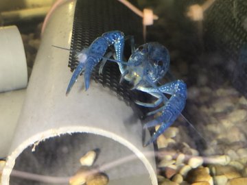 ザリガニの飼養等許可申請の方法 ザリガニ 甲殻類 有尾類の世界
