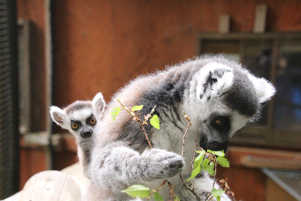 ワオキツネザルの子どもたち
#世界キツネザルの日
#WorldLemurDay