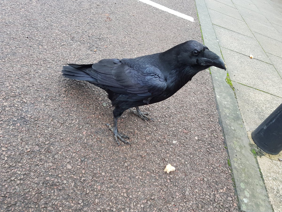 joolslox's tweet photo. Ronald the very tame raven at Tesco Brockworth this morning, demanding food outside Greggs. He has a very sharp break, and his accuracy needs work! #sorefinger #glosbirds https://t.co/MOseyBAr3v