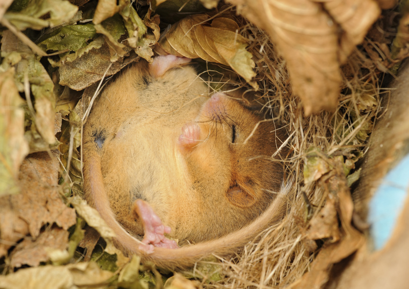 EssexWildlife's tweet photo. #DYK? To prepare for hibernation, dormice eat so much that by the end of summer, they can be double their normal size. Just as well, because they can lose up to half their body weight during hibernation. #FridayFact
📸 Terry Whittaker/2020VISION https://t.co/SxeiY22e97