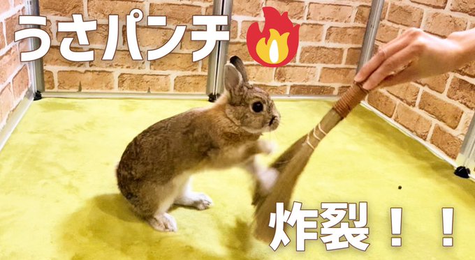 うさパンチのtwitterイラスト検索結果