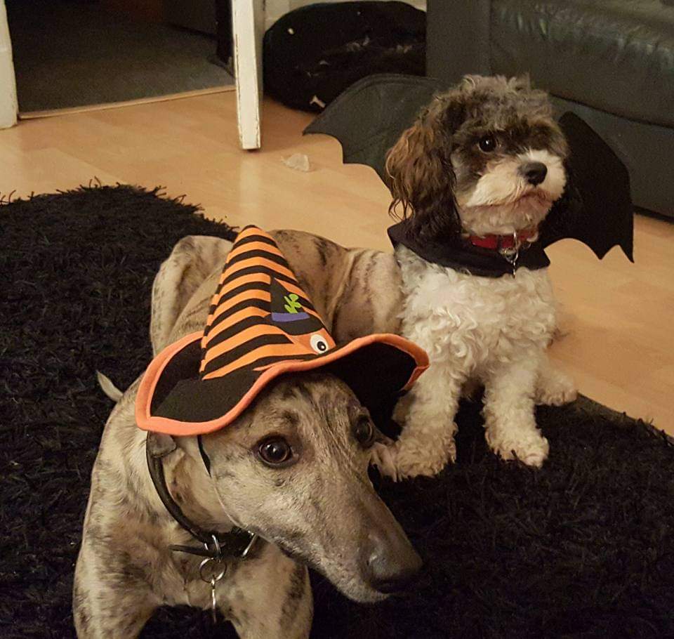 Witch Jensen and Bat Alvin #halloweendogs #Lorraine
