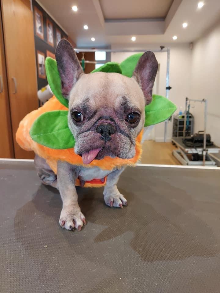 ImmyLynch's tweet photo. @lorraine molly the pumpkin 🎃 https://t.co/5m9tFroJGs