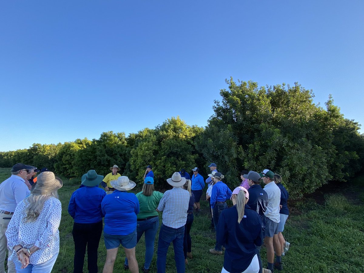 Scott_B_Mason's tweet photo. Thanks to Hinkler Park Plantation, Central Highlands boasts a vibrant and growing #Queensland #nut industry. @AusMacadamias #health superfood! @growcom https://t.co/jIhyhtTqq9